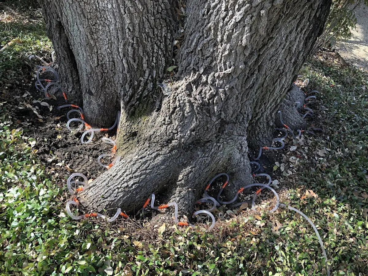 Detailed Tree Cabling and Bracing job site in South Sterling