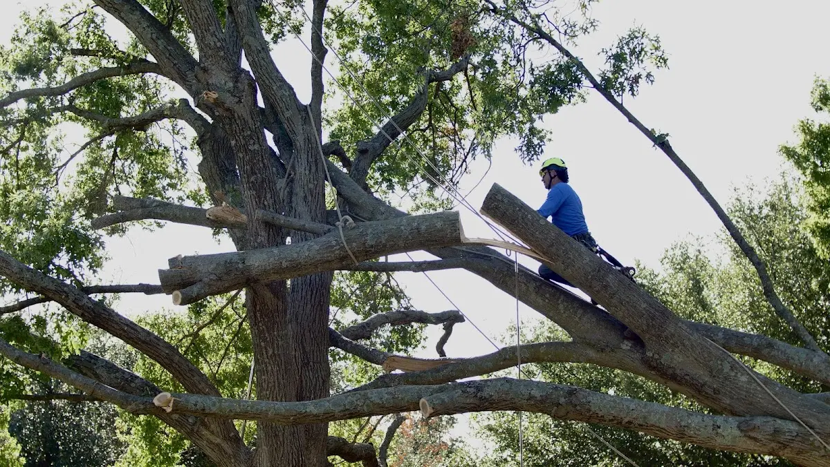 Professional Hazardous Tree Removal performed by certified arborists in South Sterling
