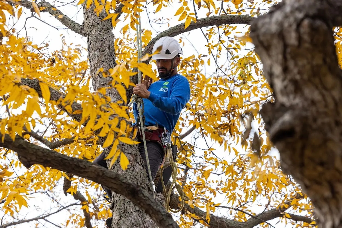 Skilled Tree Pruning crew working in South Sterling